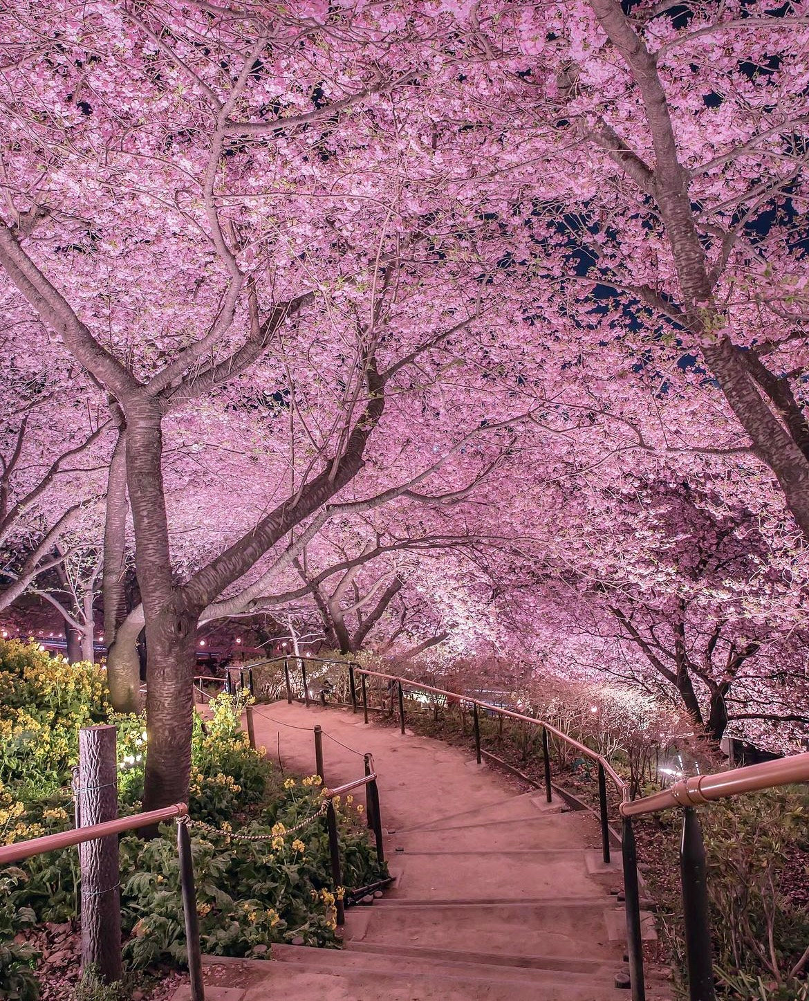 Pink National Cherry Blossom Festival Bucket Hat